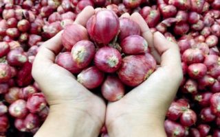 menanam bawang merah