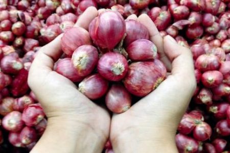 menanam bawang merah