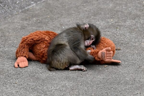 Game Monkey Punch Viral: Zoo Fighter Kini Tersedia Gratis!